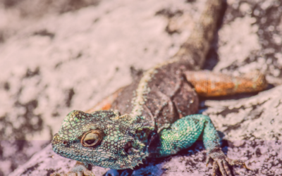 Adapting your leadership style – 5 occasions when this will pay off